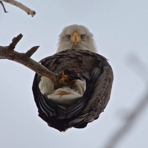 "Bald eagle wondering what this camera is doing up in his business."