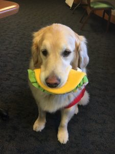 Juno the golden retriever holding a taco-shaped toy in his mouth.