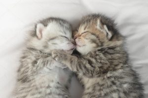 photo of two kittens cuddling