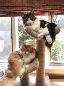 Two long-haired cats, one gray and white, one orange and white, on cat perches, looking at camera