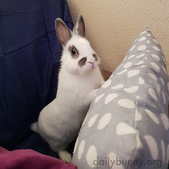 photo of white bunny standing alertly on a couch with a white polka-dote pillow