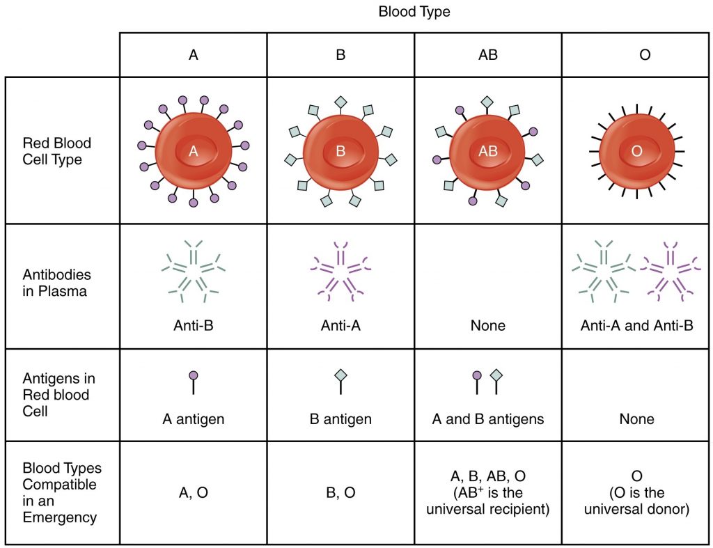 chart showing A, B, AB, and O blood types
