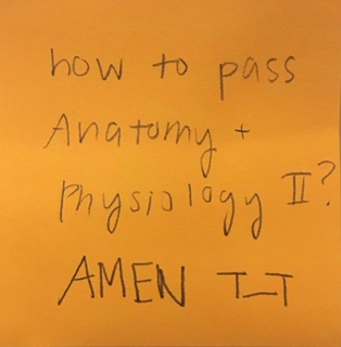 how to pass Anatomy + Physiology II? [Response: AMEN T_T]