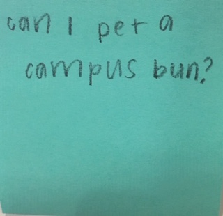 Can I pet a campus bun?