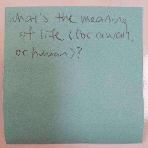 What's the meaning of life (for a wall, or human)?