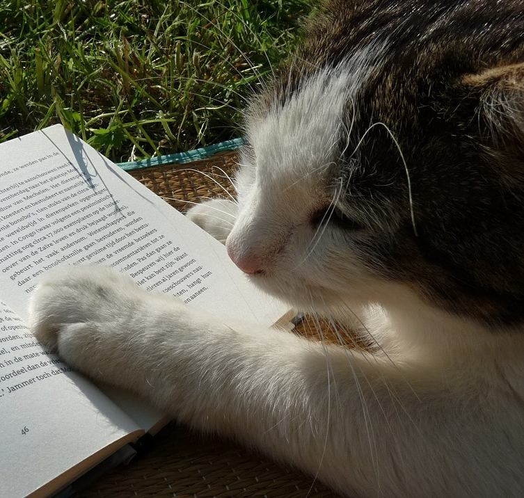 Photo of grey and white cat with white paw resting on open book.