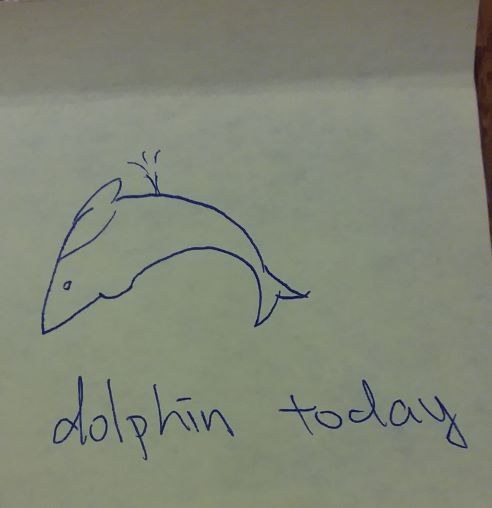 dolphin today