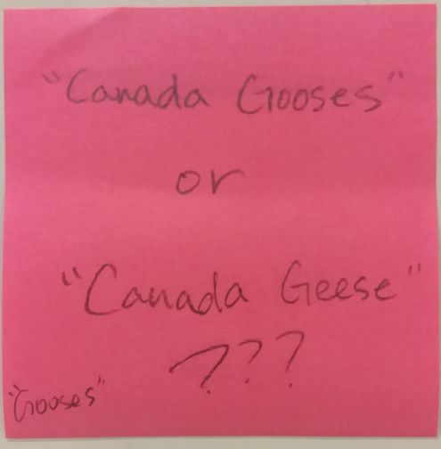 "Canada Gooses" or "Canada Geese" ???