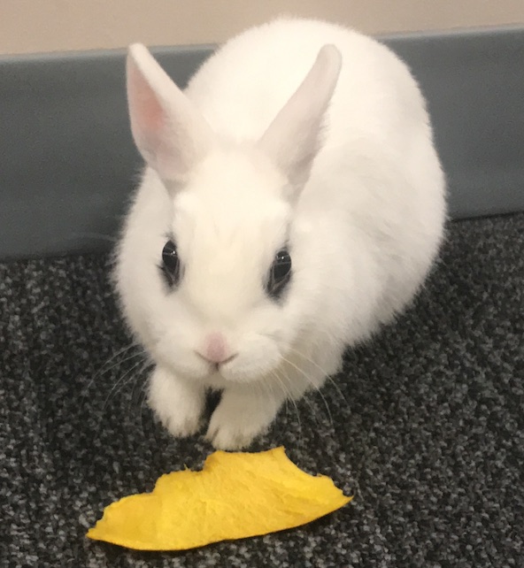 photo of white bunny with snack on grey carpet