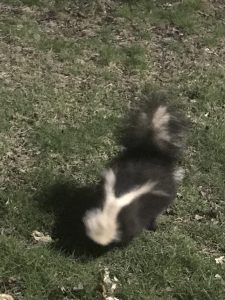 [photo of skunk]