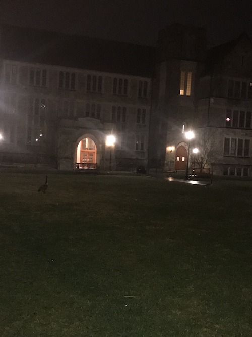 Geese on Stokes lawn at night