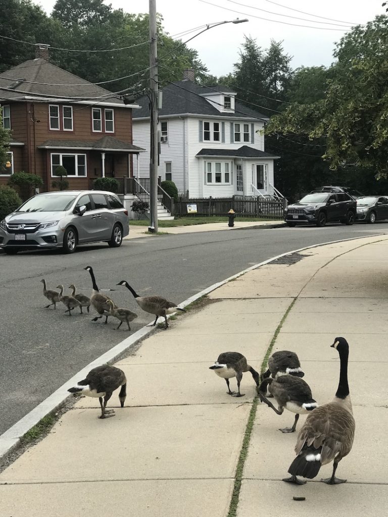 photo of 7 geese and 4 goslings crossing a street in Brighton, MA