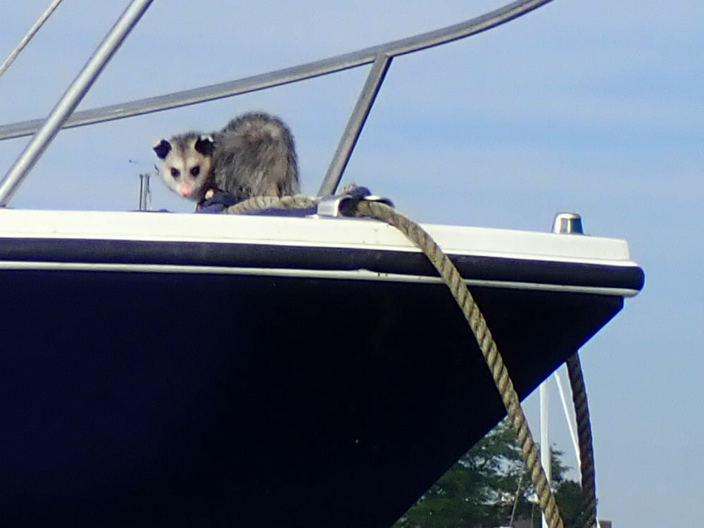 Photo of an opossum on the bow of a sailboat anchored in a harbor.