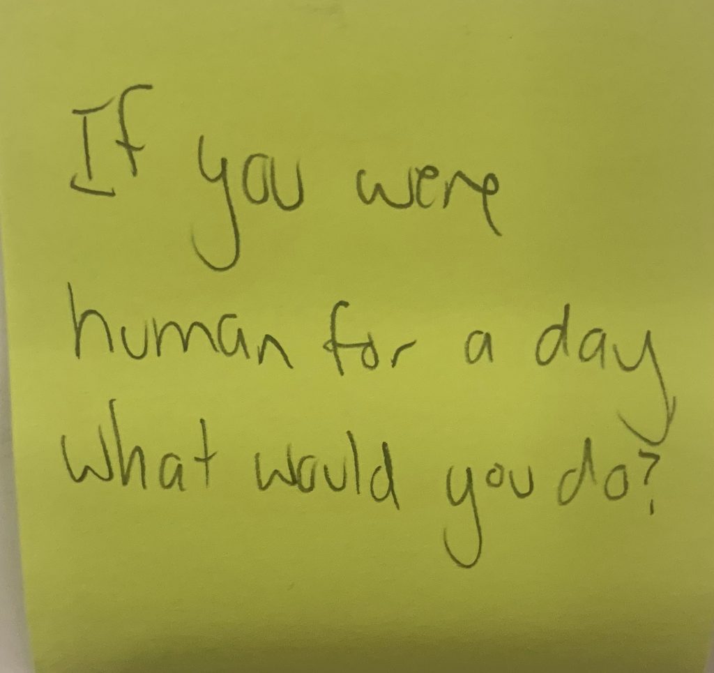 If you were a human for a day what would you do?