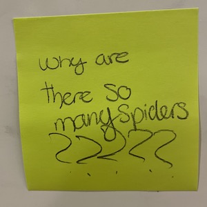 Why are there so many spiders?????