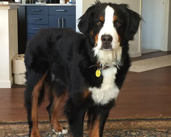 A photo of a black and white happy dog