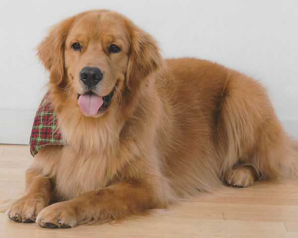 A photo of a golden dog wearing a happy little scarf