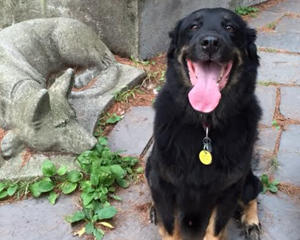 A photo of a black dog who is very happy