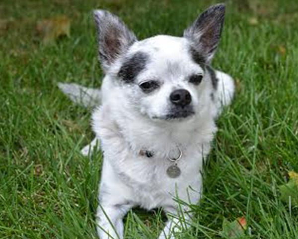 A photo of a small dog happily sitting in some grass