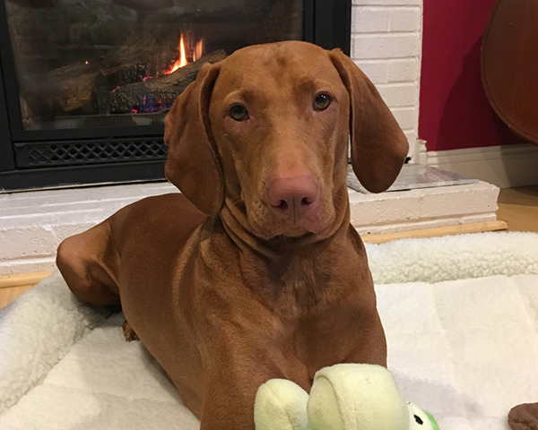 A photo of a brown dog deep in happy thoughts