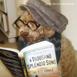 A fluffy dog wearing a hat and reading a book