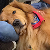 A good dog rests his head on a student during the Therapy Dogs visit