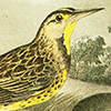 an illustration of a bird