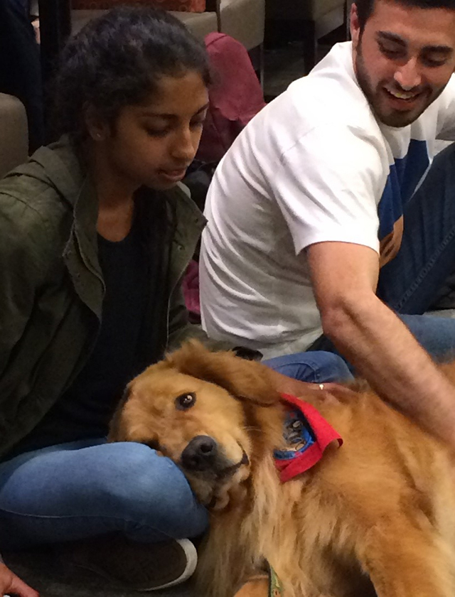 A dog resting on a student's lap