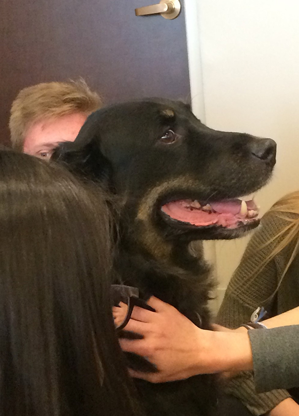 A dog being pet and the dog is pleased