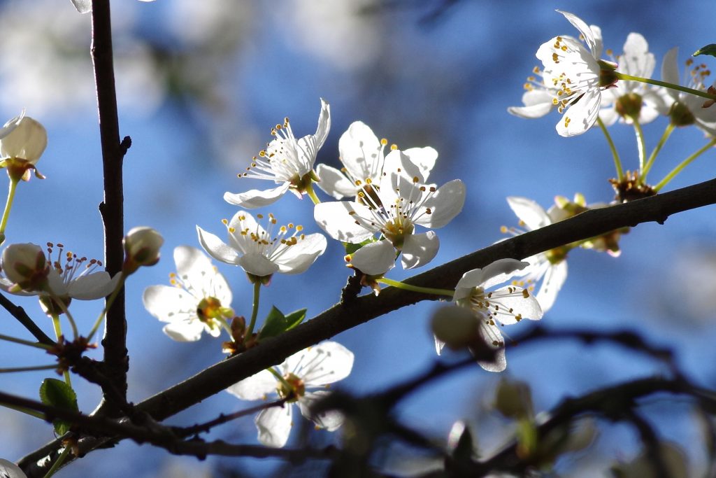 Close-up of white plum blossoms catching the sun on a dark branch with blue sky in the background