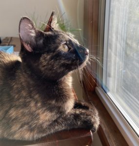 Brown and black tortoiseshell cat staring intently at something through a window